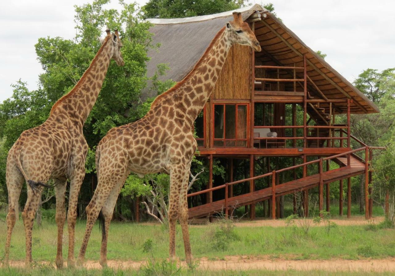 Pezulu Tree House Lodge Hoedspruit Exterior photo